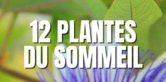 plantes du sommeil