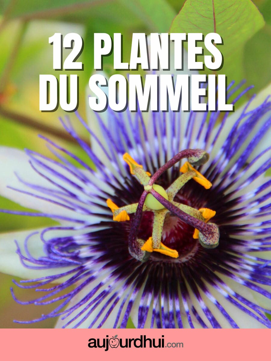 Top 12 des plantes pour bien dormir
