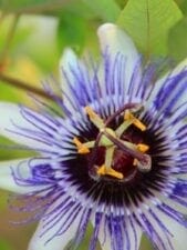 plantes du sommeil