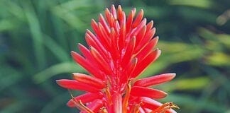 liste des plantes ayurvédiques