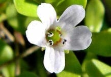 bienfaits du bacopa