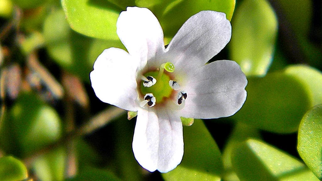bienfaits du bacopa