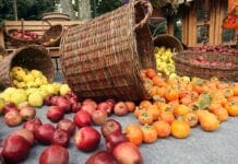calendrier des fruits et légumes de saison