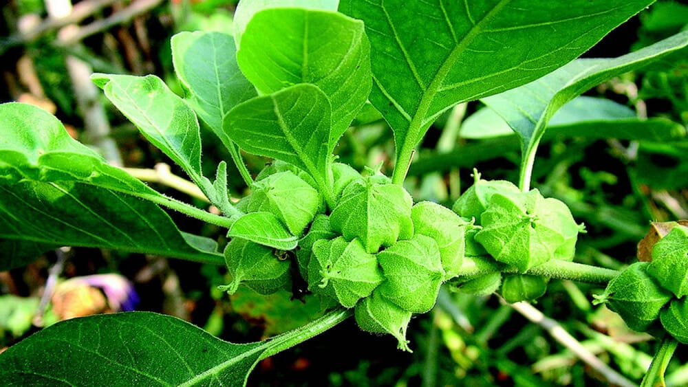 bienfaits de l'ashwagandha