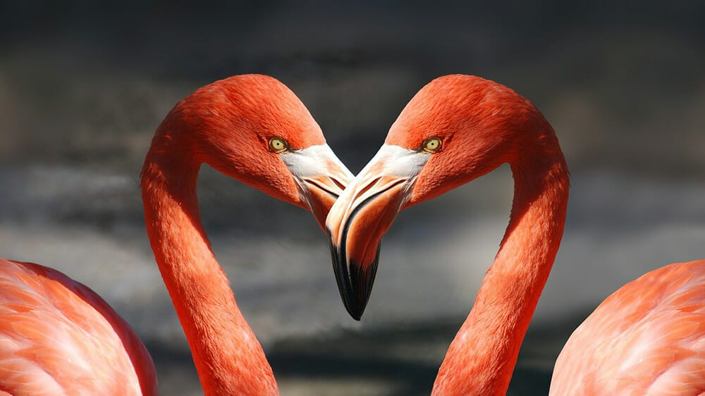 La femme lion en amour