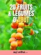 20 fruits et légumes d&rsquo;août