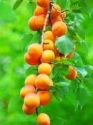 20 fruits et légumes d&rsquo;août