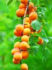 20 fruits et légumes d'août