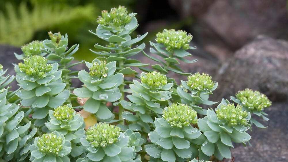 bienfaits de la rhodiola