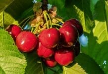 bienfaits des cerises