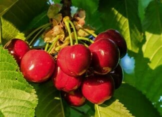 bienfaits des cerises