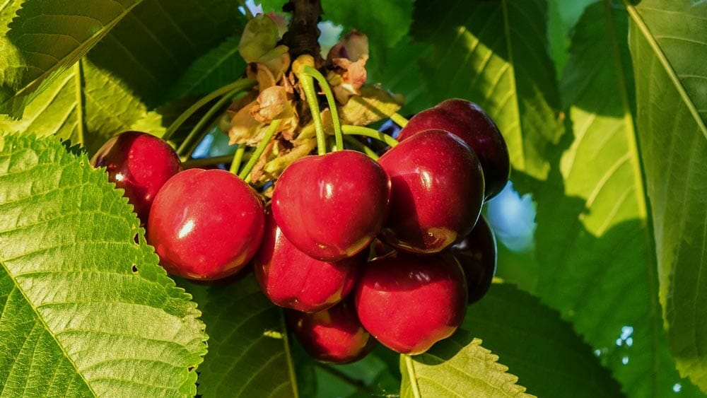 bienfaits des cerises