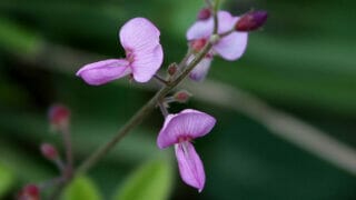 bienfaits du desmodium