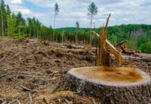 C'est quoi la déforestation ?