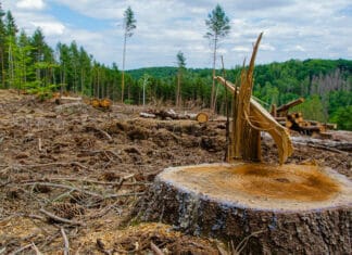 C'est quoi la déforestation ?