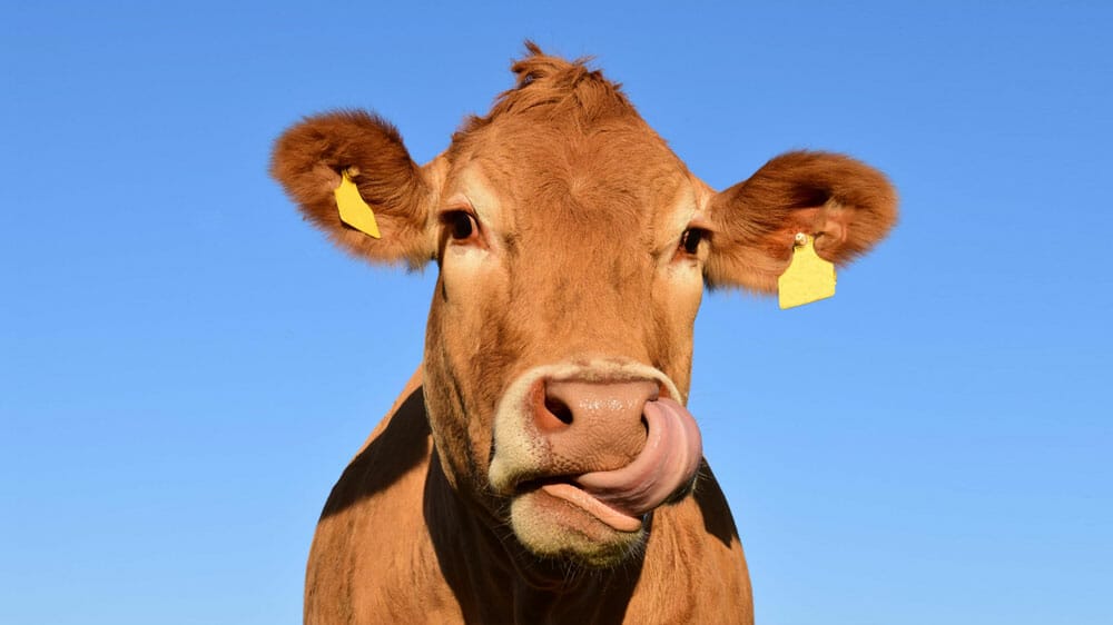 Le méthane des vaches qui rotent