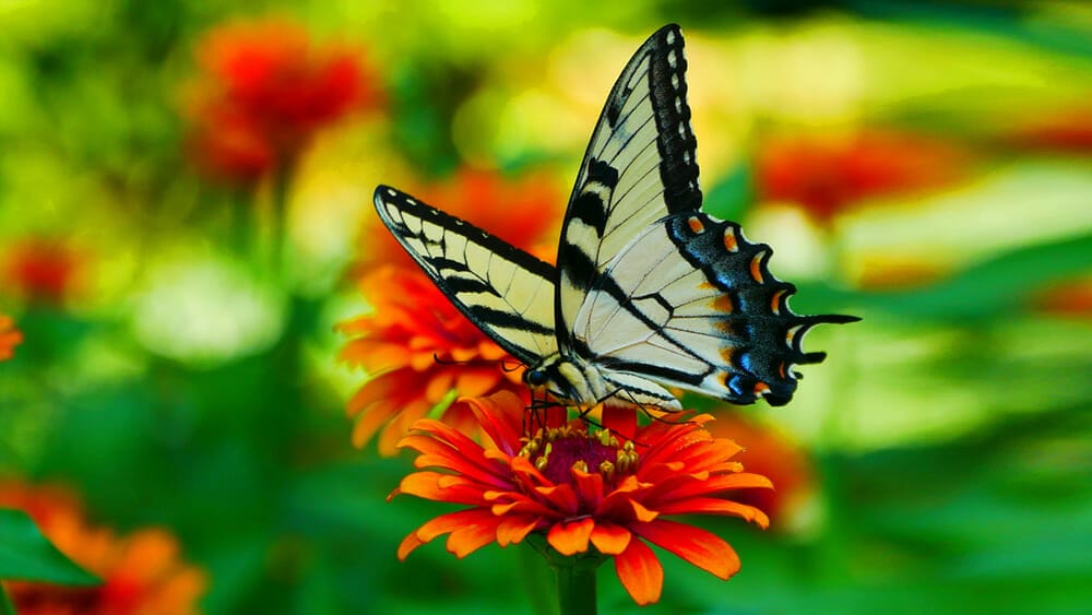 protéger la biodiversité