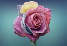 Femme Gémeaux en amour