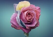 Les signes compatibles avec la femme Gémeaux en amour Femme Gémeaux en amour