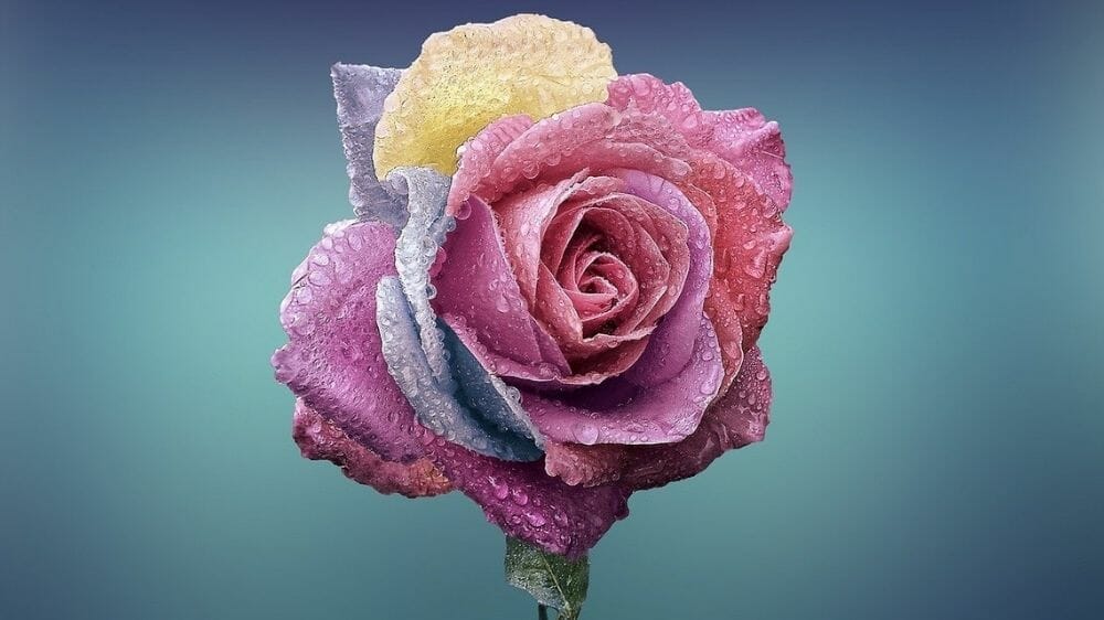 amour-rose-1000 Femme Gémeaux en amour