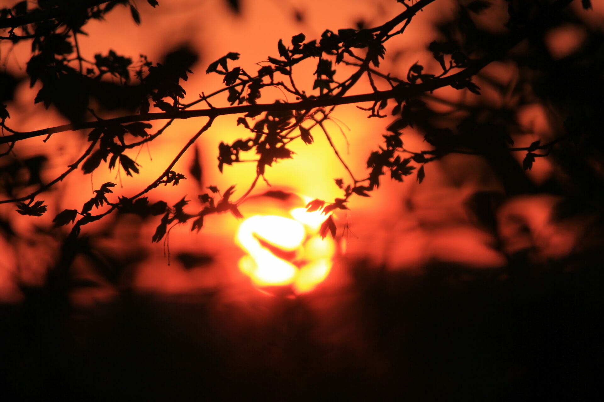 femme bélier horoscope 2022, les signes de feu