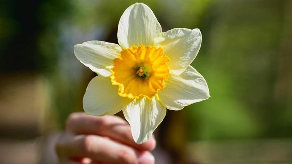 Jour 06 bonnes actions secret du bonheur