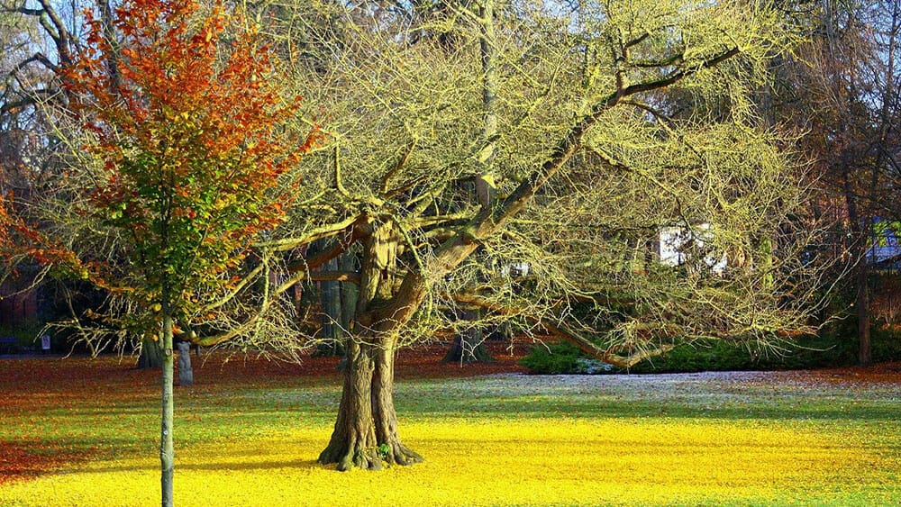 Les bienfaits du ginkgo biloba sur la santé.