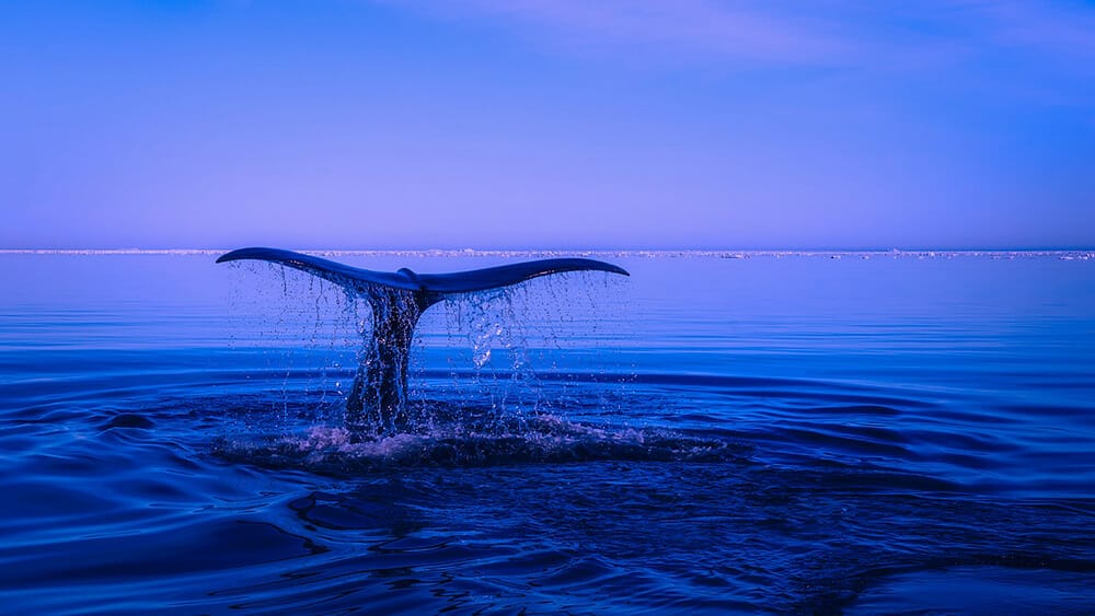 Les signes d'eau : femme Cancer horoscope 2022