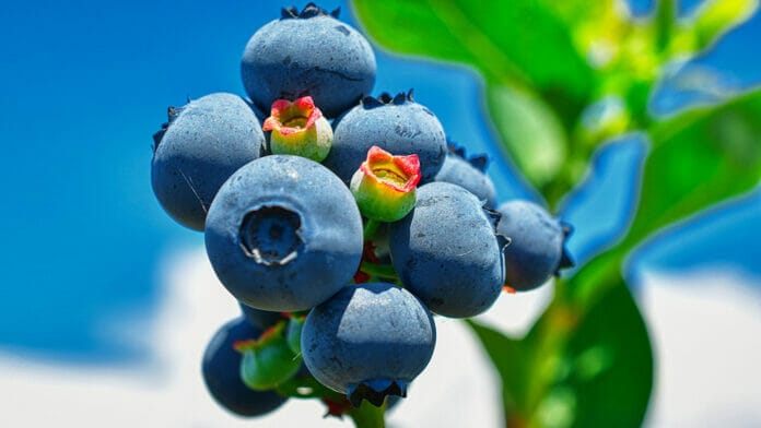 liste des superaliments