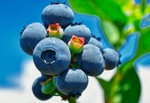 liste des superaliments
