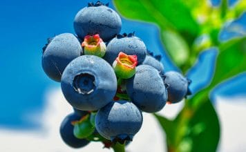Quelle est la liste des superaliments ? liste des superaliments