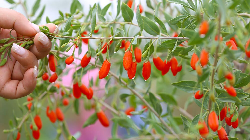 bienfaits-baies-de-goji bienfaits des baies de goji