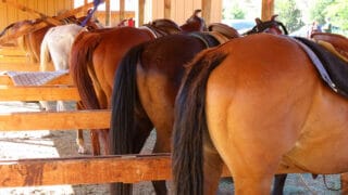 culotte-de-cheval-1000