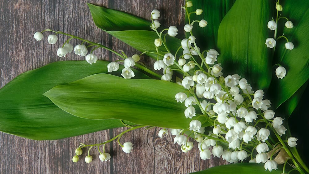 bienfaits du muguet