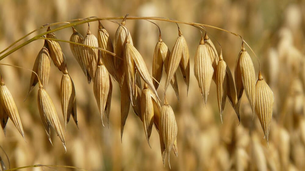 son d'avoine pour le transit