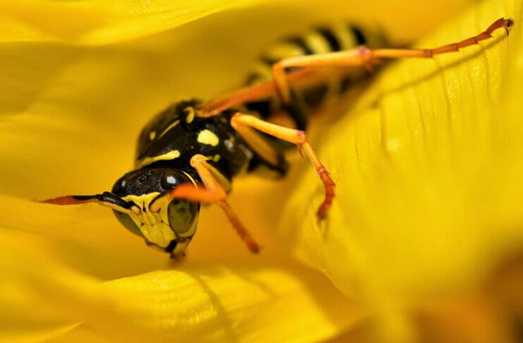 conserver une taille de guêpe