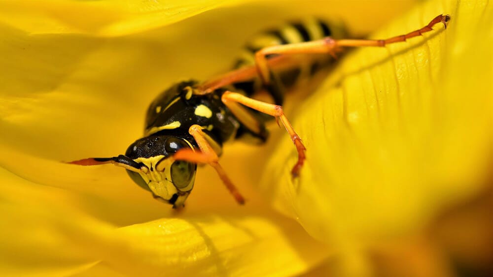 conserver une taille de guêpe