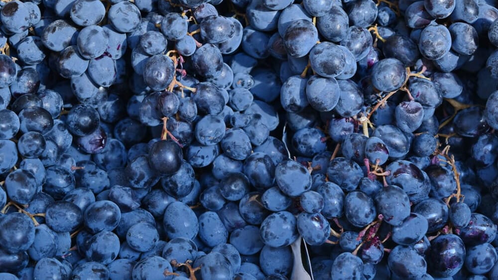 Les bienfaits du marc de raisin contre la cellulite ? Les bienfaits du marc de raisin contre la cellulite ?