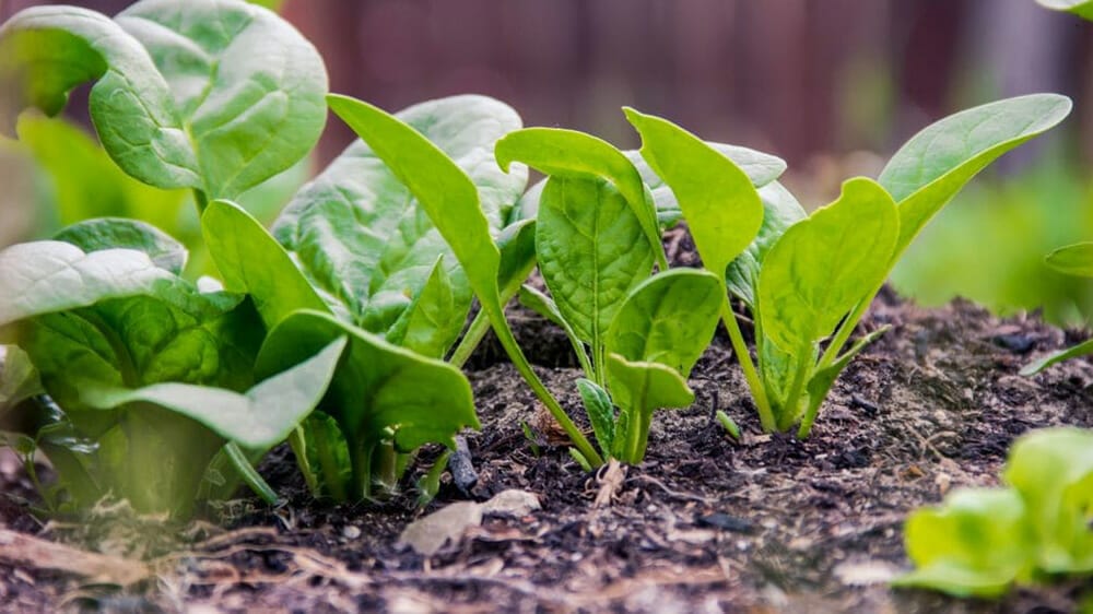 permaculture c'est quoi