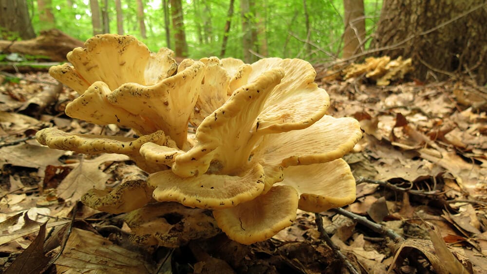 bienfaits du maïtaké