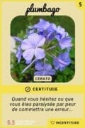 05-plumbago