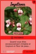 18-impatiens