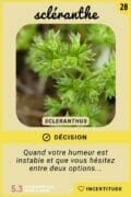 28-scleranthe