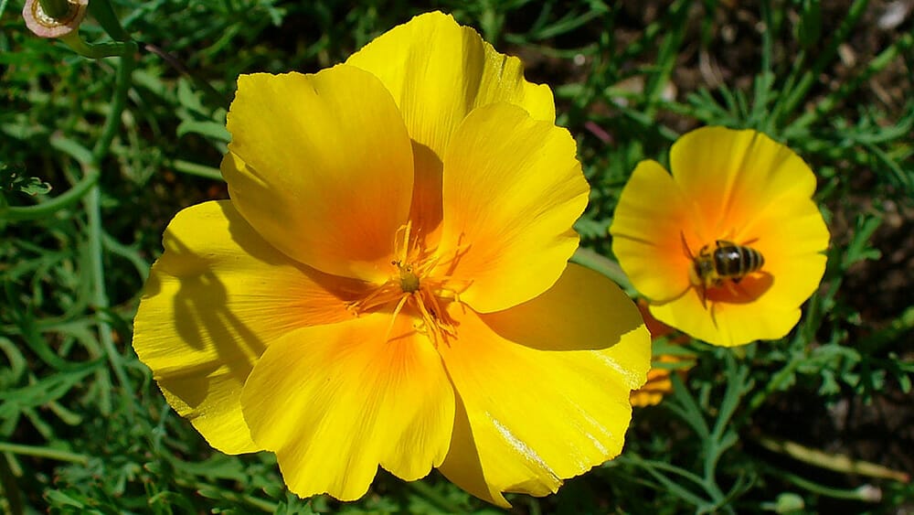 bienfaits de l'Eschscholtzia